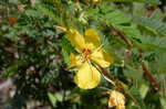 Partridge pea